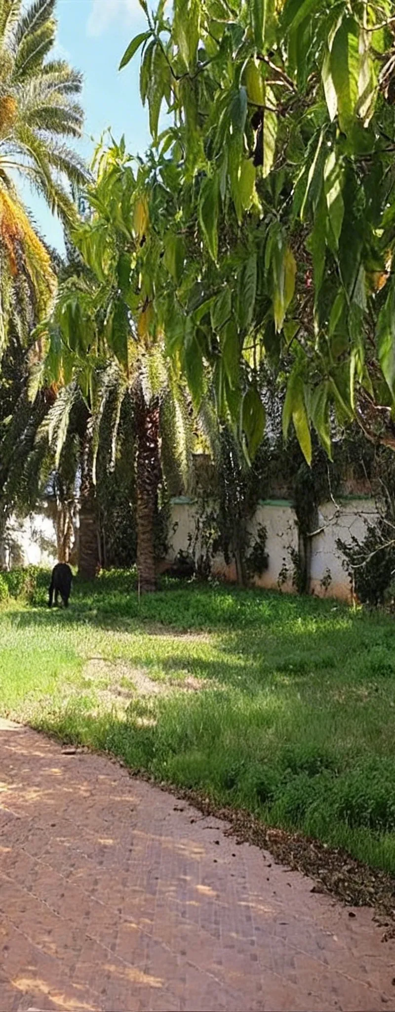 Villa OCP sur 980m de terrain arboré