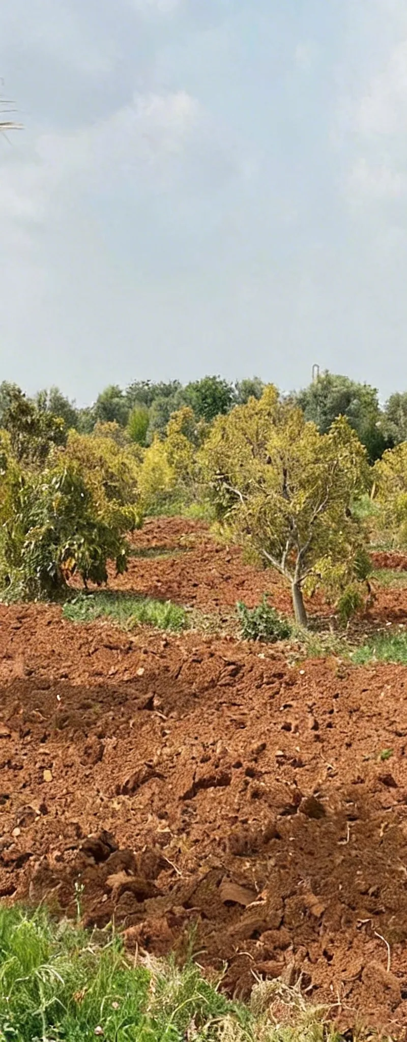 À Vendre – Superbe Terrain Agricole avec Maison à Bouznika