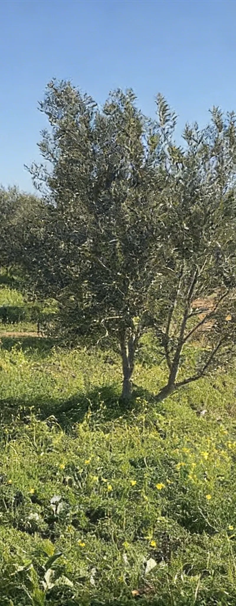 Cinq hectares d'oliviers à Aïn Johra Tiflet
