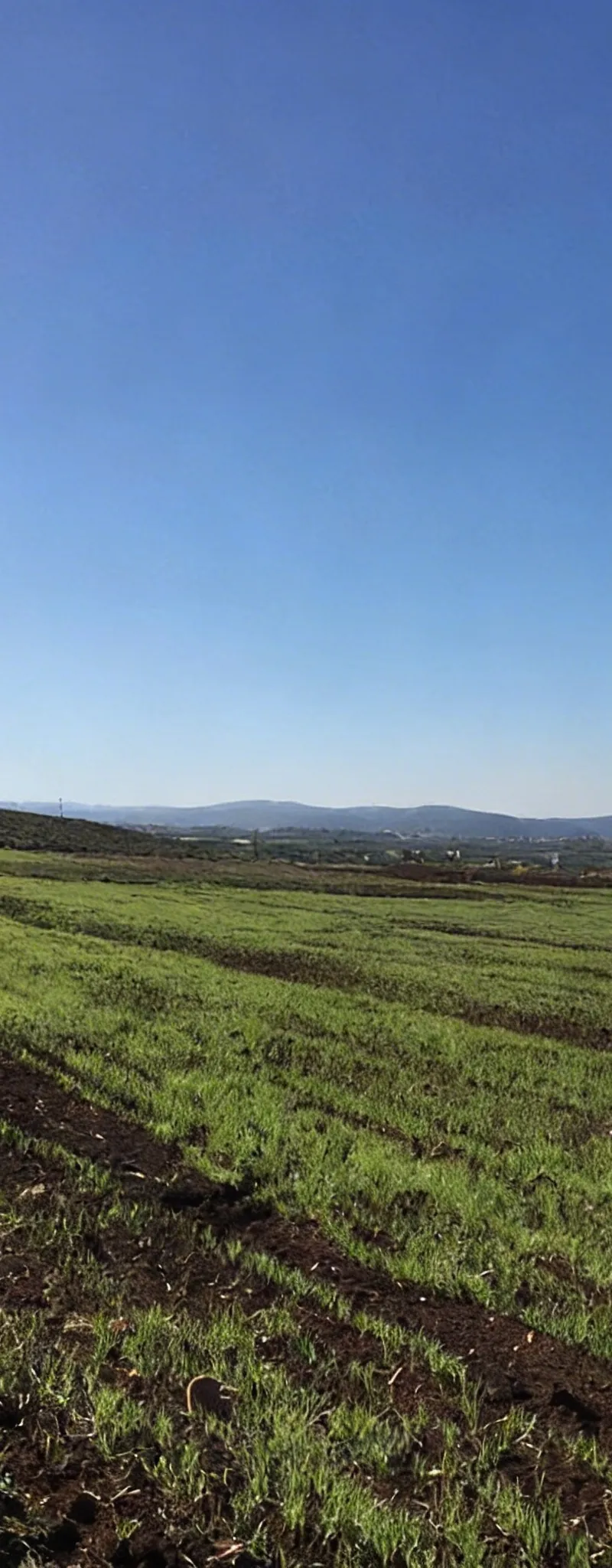 5ha titrés sur la route Immouzer - Bhalil