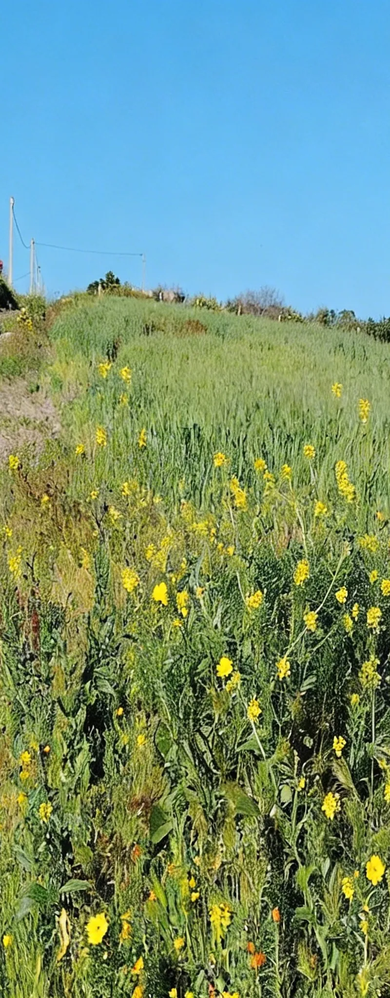 2.8 ha titré à Benslimane zyayda
