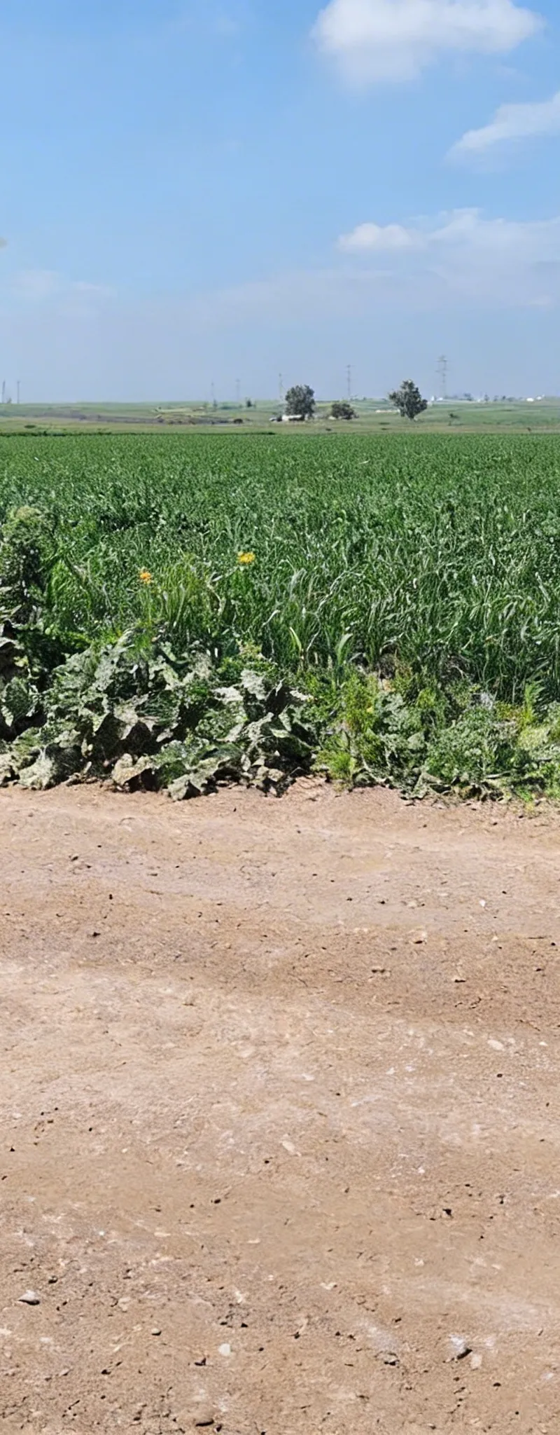 3 ha titré à Benslimane commune zyayda