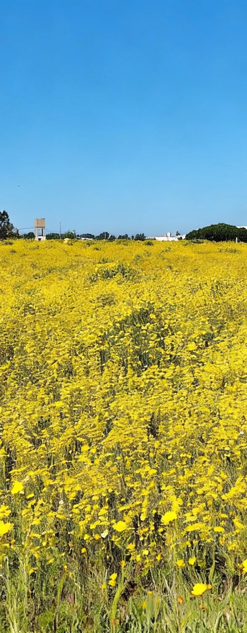 1.2 ha en indivision à Benslimane à 5 km