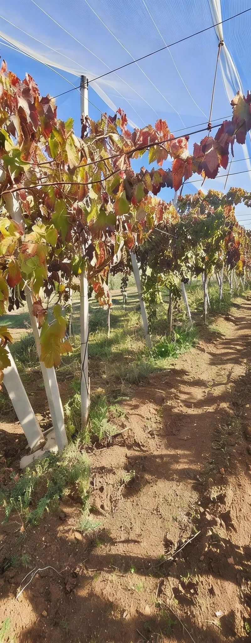 Ferme de luxe à vendre à Meknès – 6,5 Hectares