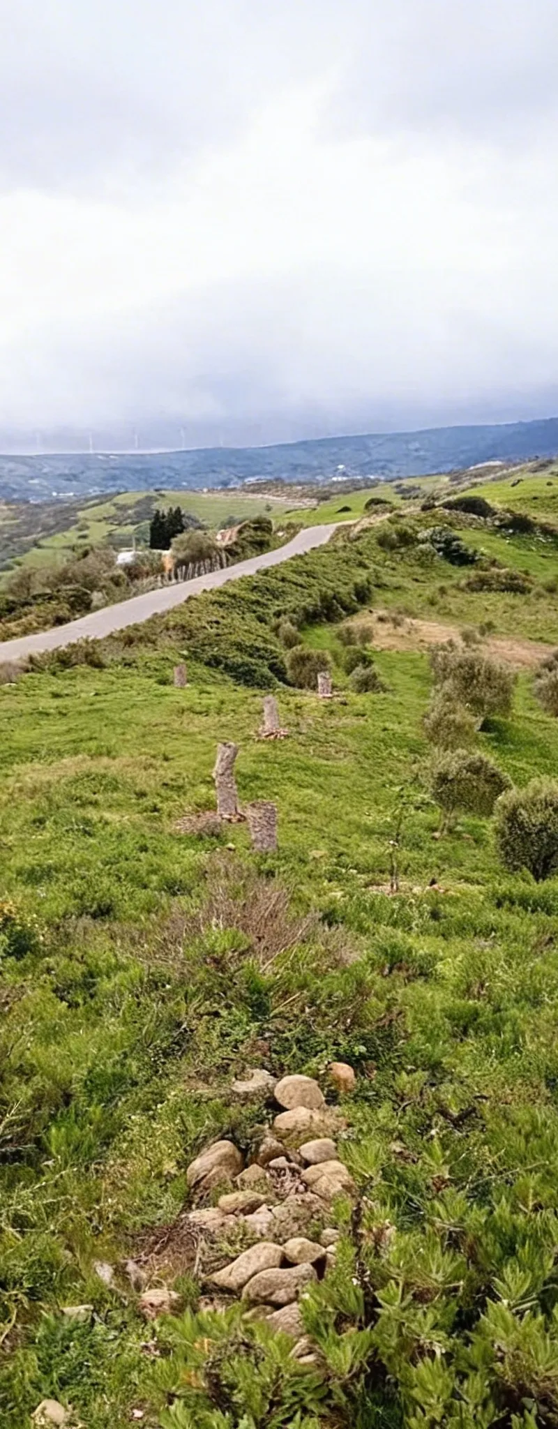 Opportunité en or‼️ Terrain agricole aménagé avec oliviers… à vendre
