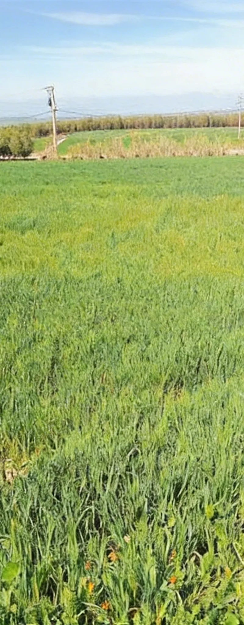 Terrains et fermes titrés à vendre à Bir Jdid