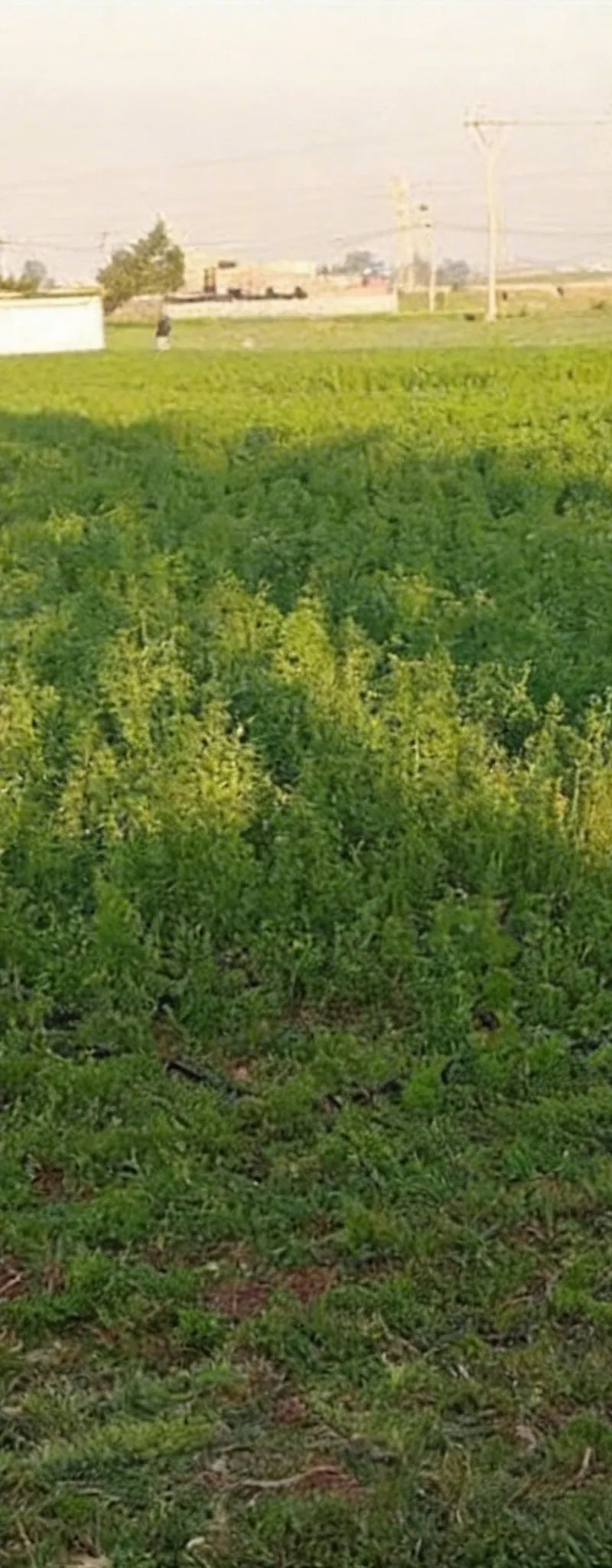 Vente de terrains titrés avec vue sur mer — Sidi Rahal