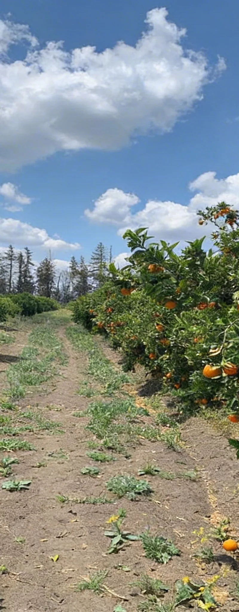 Ferme 25 hectares de vigne et valenciennes navels