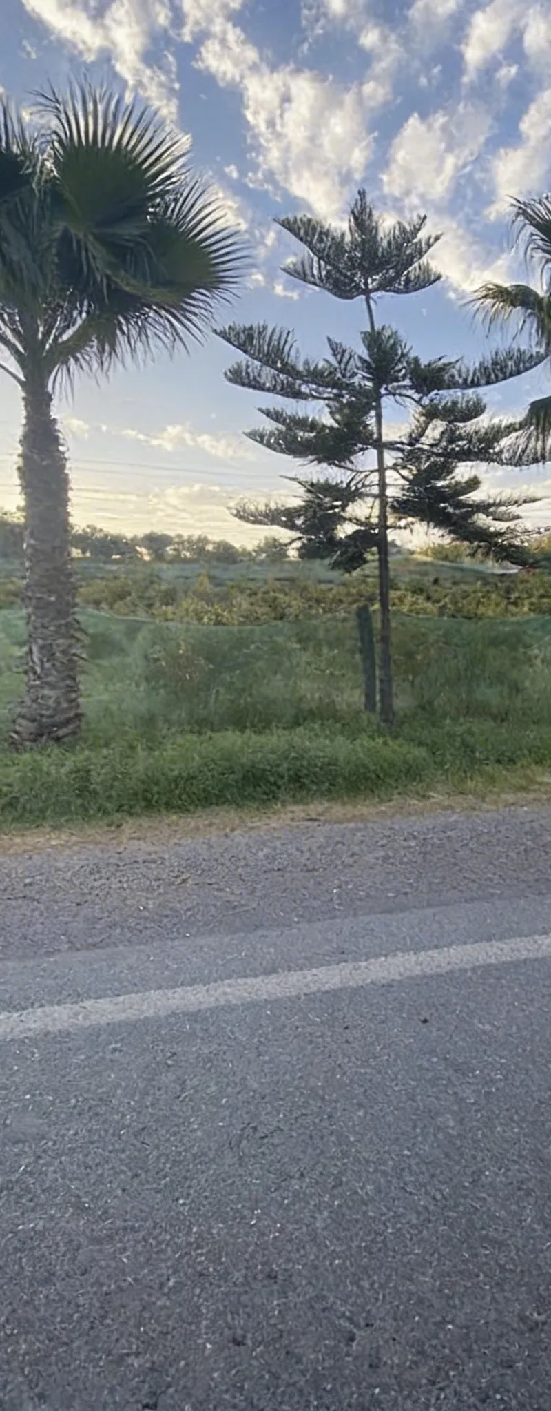 Deux hectares à vendre plantés d'avocats