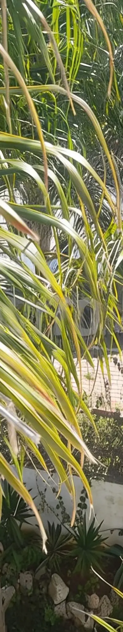 Haut de villa trois façades à louer
