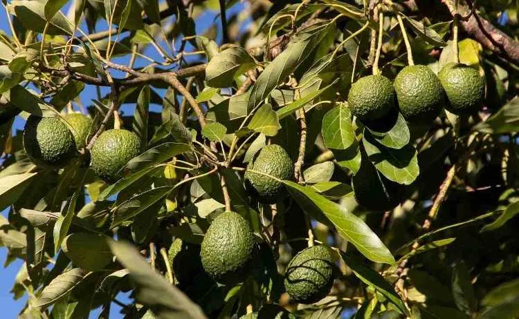 FERME DE 7 HECTARES à vendre à EL JADIDA