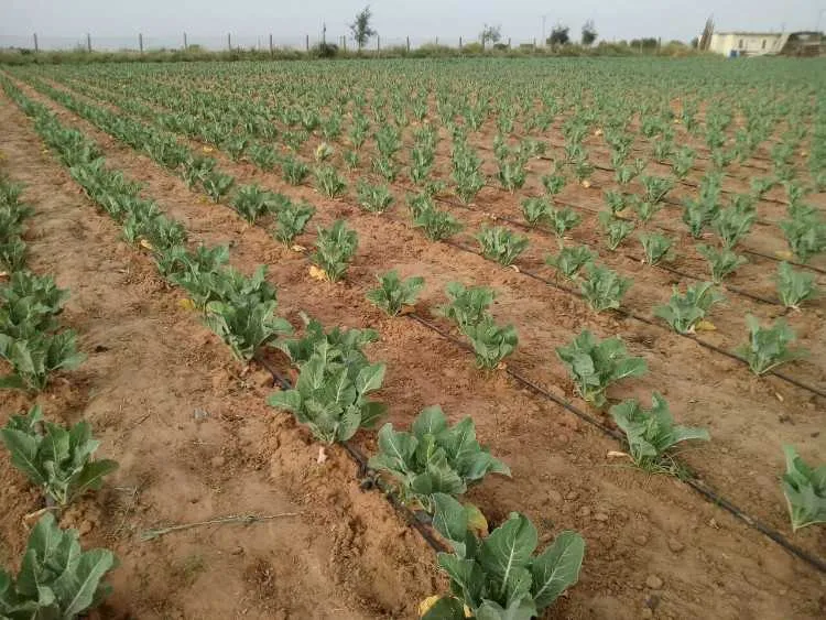 Gérant de ferme - Tout le Maroc