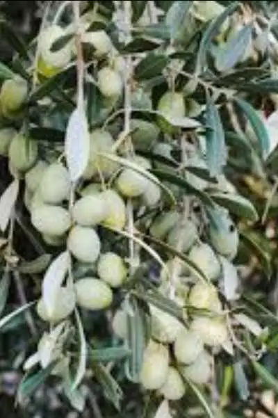 Responsable d'exploitation arboricole - Sidi Slimane