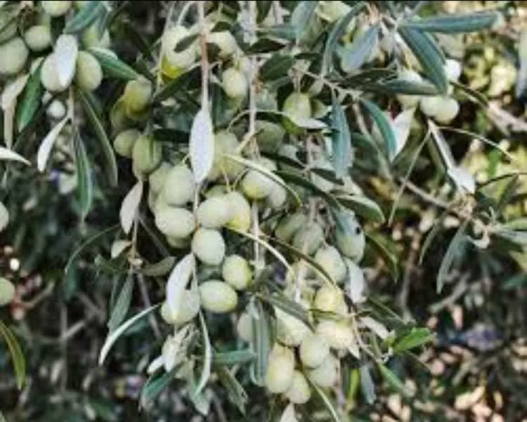 Responsable d'exploitation arboricole - Sidi Slimane