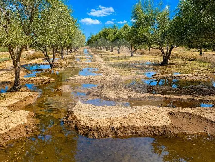 Terrain oliveraie 5,5 ha Agafay Marrakech