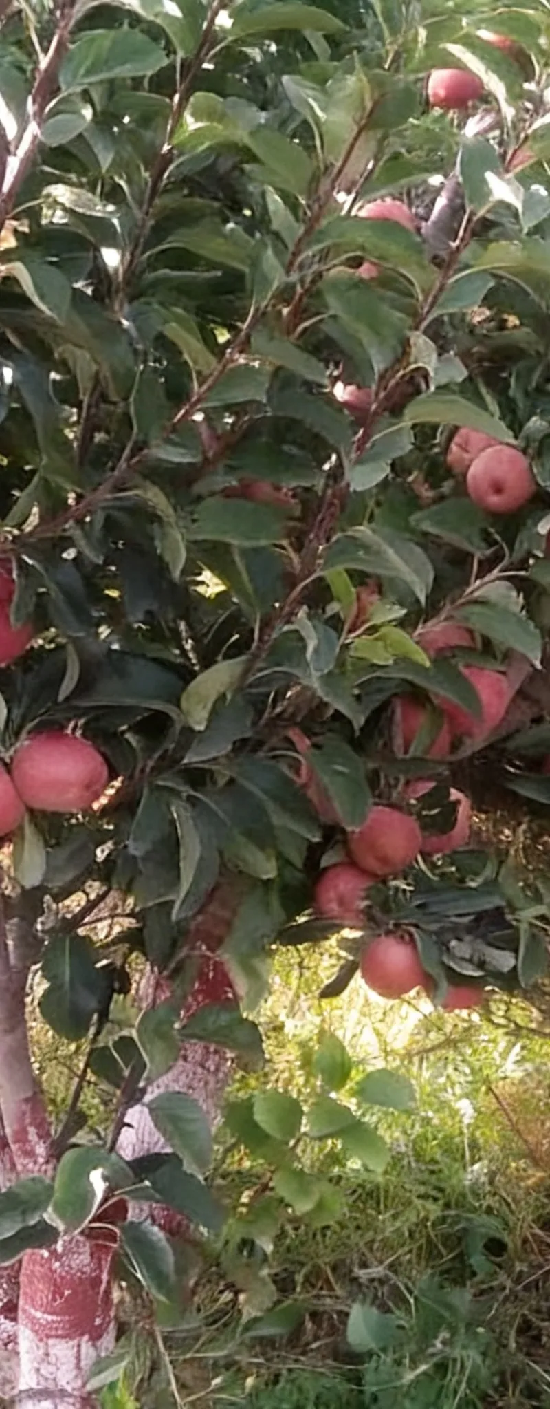 Vente exploitation agricole 12ha à Midelt