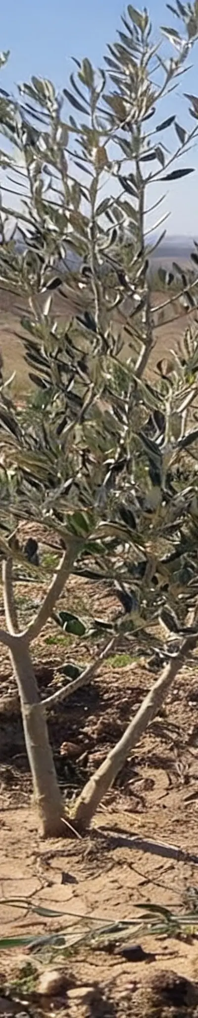 Terrain agricole avec oliviers