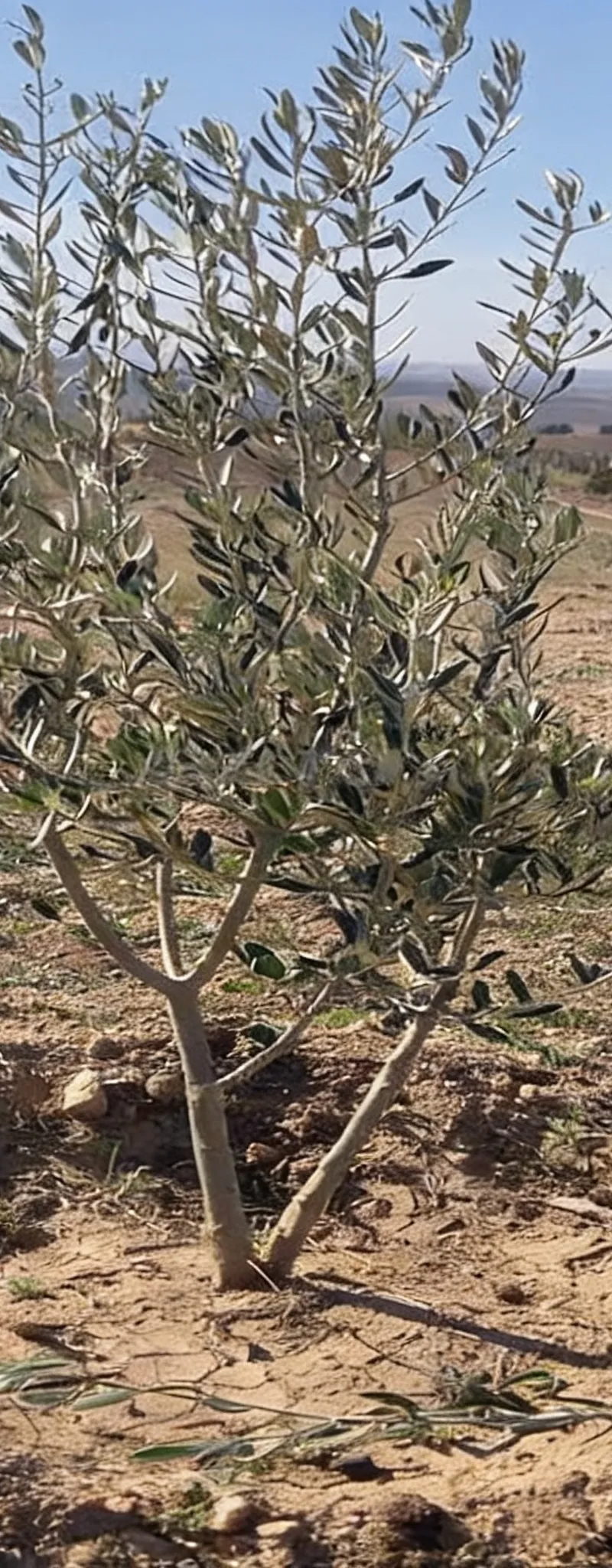 Terrain agricole avec oliviers
