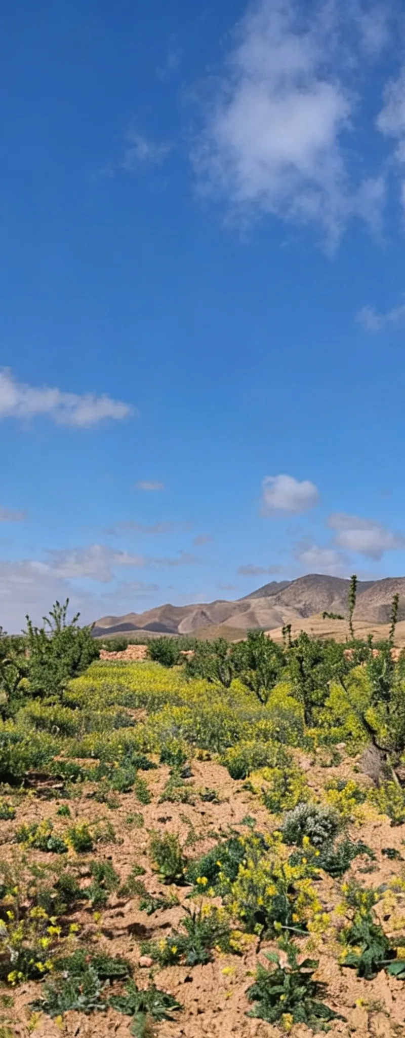 Superbe Terrain Agricole Titré