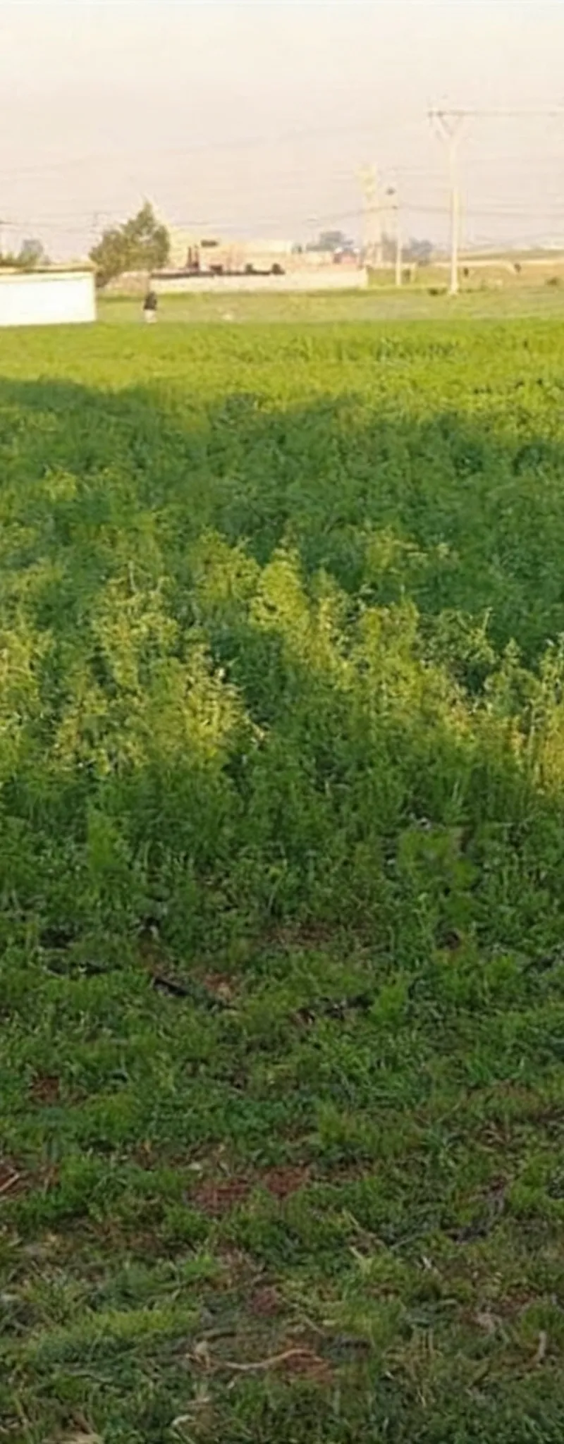 Terrain à Bir Jdid pour construire et agriculture