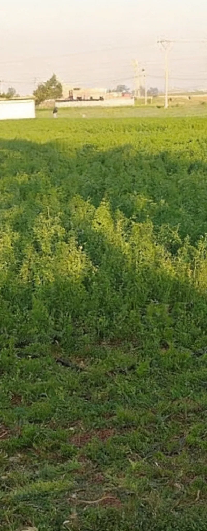 Vente de terrains titrés — Sidi Rahal Plage