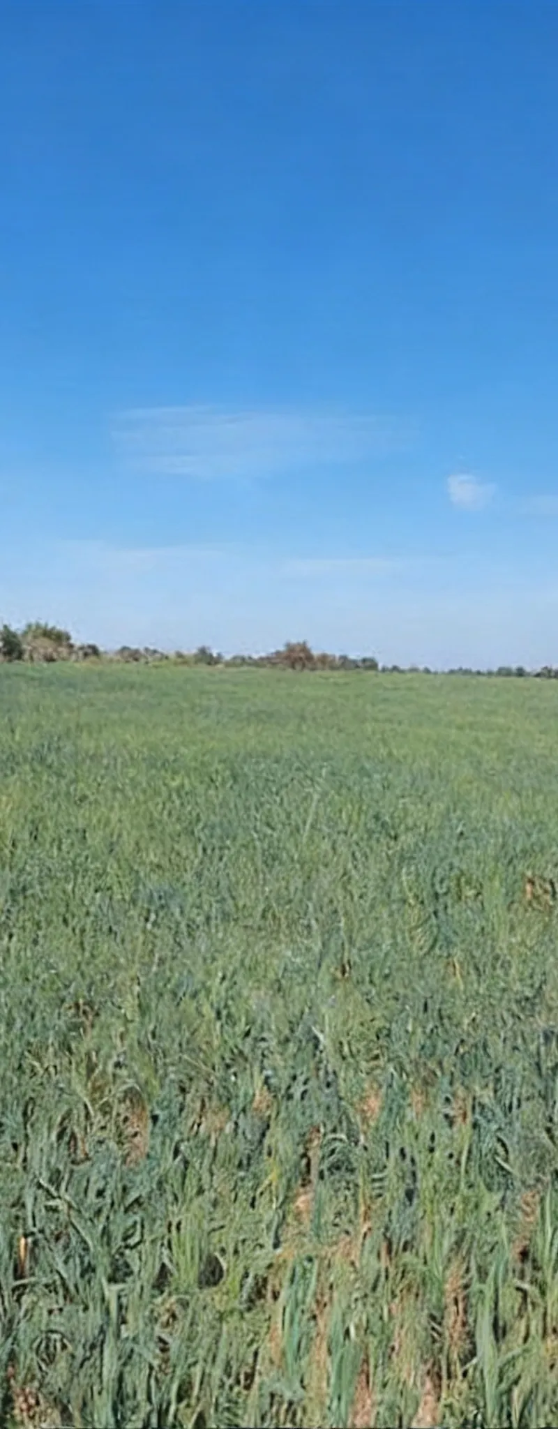 Terrains agricoles titrés à Bir Jdid