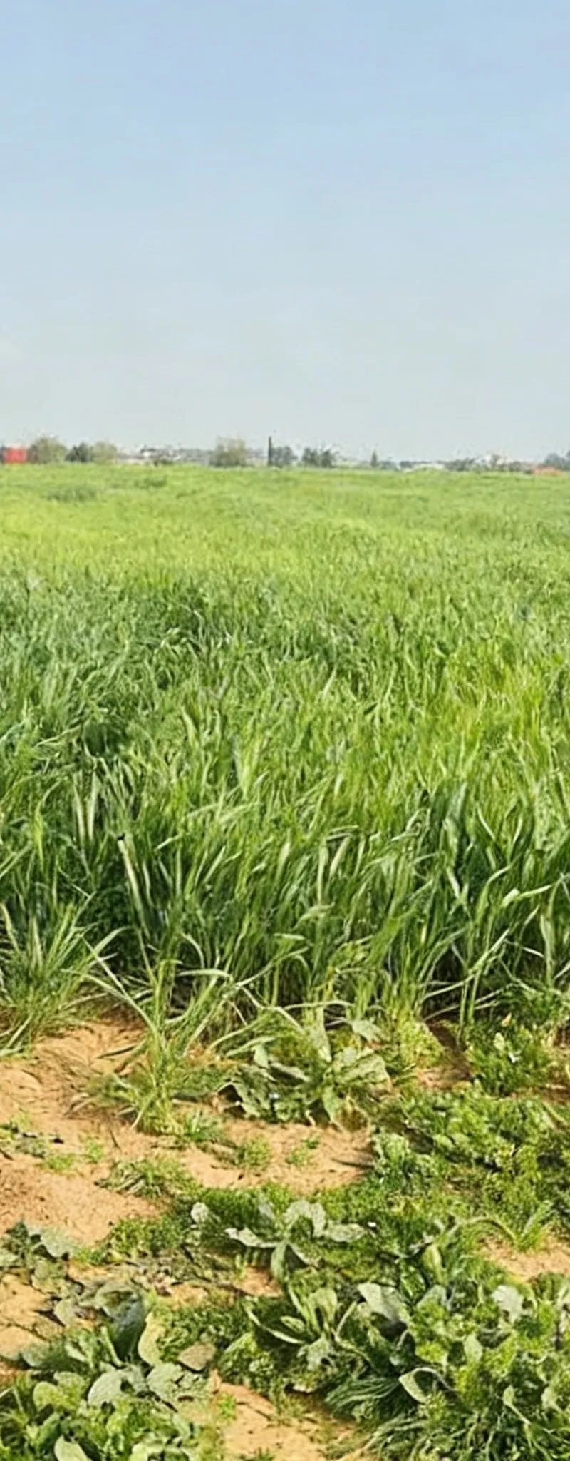 Hectare agricole à 2 km de Tiflet, sans intermédiaire