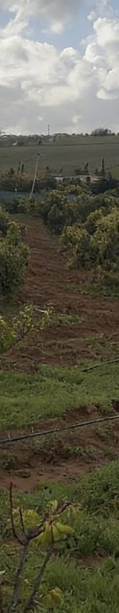Hectare titré arbres avocatiers 15km de Bahraoui
