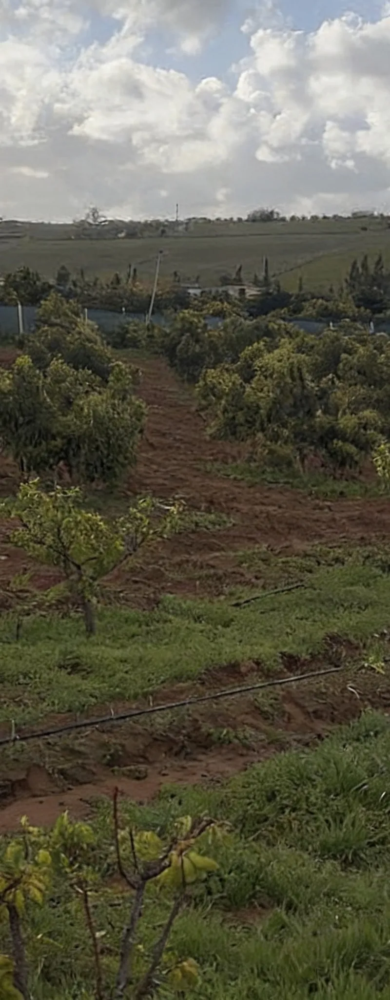 Hectare titré arbres avocatiers 15km de Bahraoui