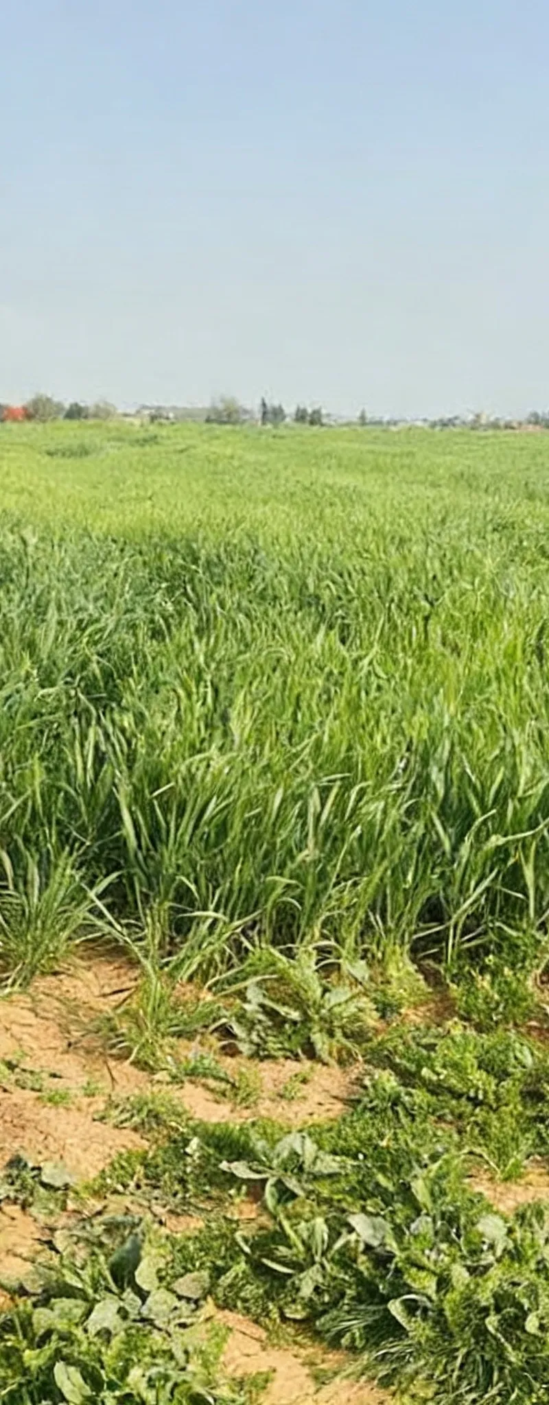 Hectare agricole près de Tiflet à 2 km prix raisonnable sans intermédiaire