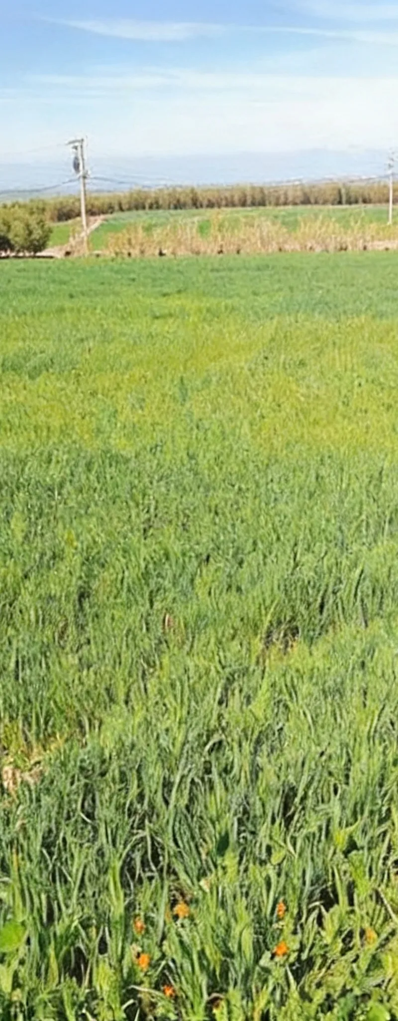 Terrains agricoles titrés El Jadida pour habitation et investissement