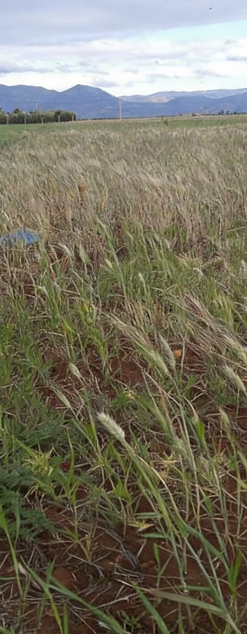 Un hectare titré entre Beni Mellal et Tadla