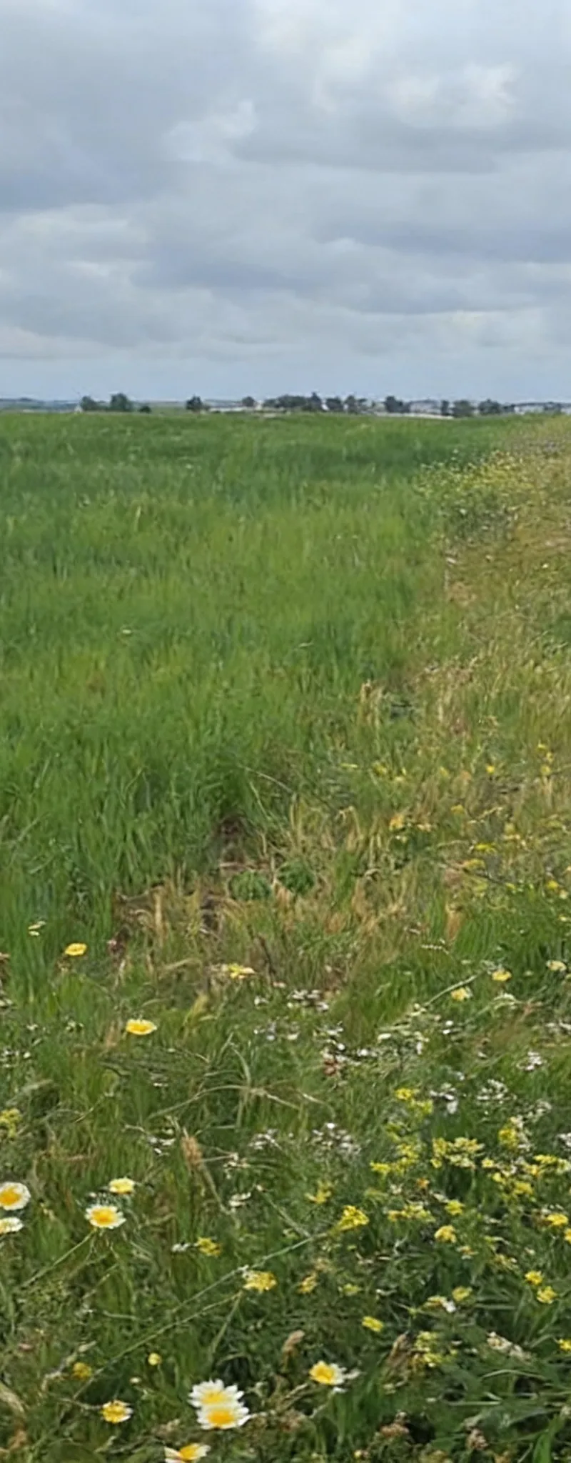 Terrain agricole Titir à vendre en périphérie de Ain Aouda Zaer