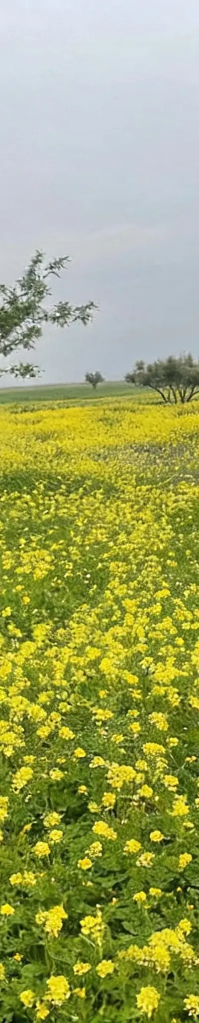 Terrain agricole 25km Oujda