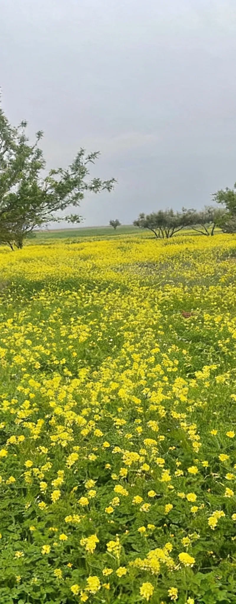 Terrain agricole 25km Oujda