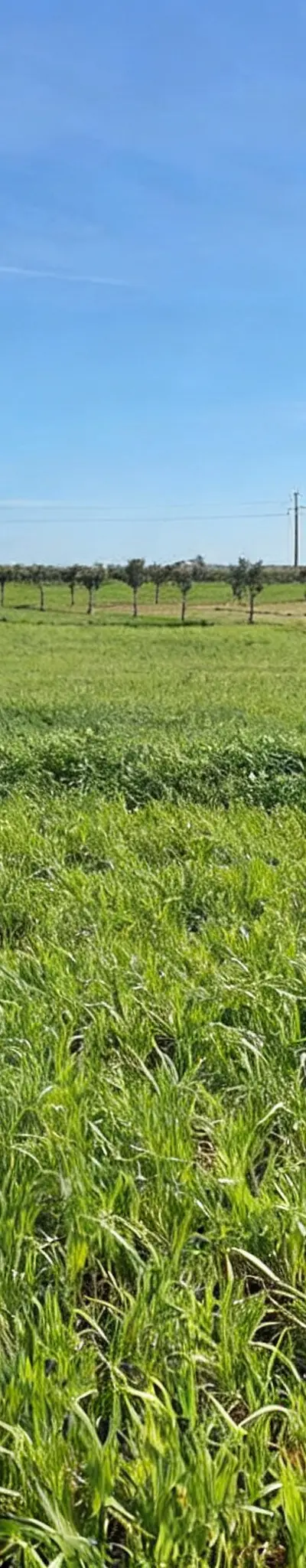 Terrain agricole de 460 hectares à Berrechid