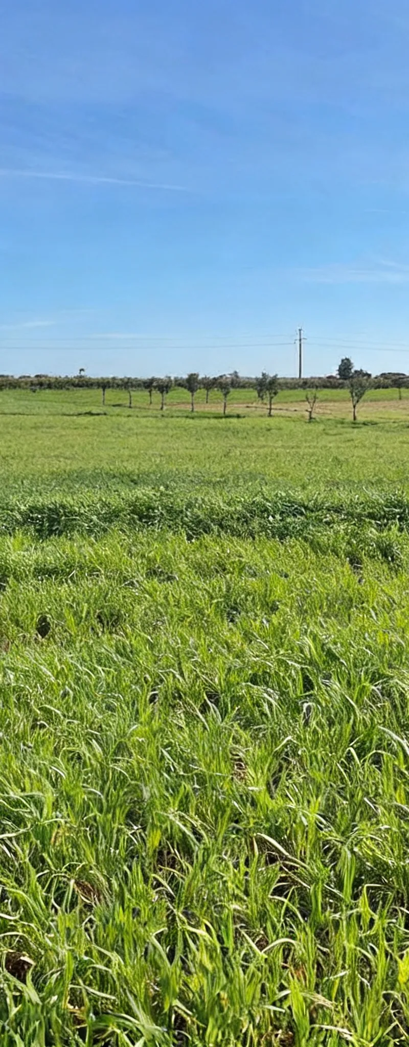 Terrain agricole de 460 hectares à Berrechid