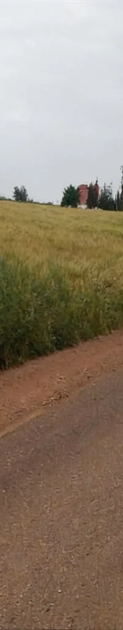 Terrain agricole Tétouan Foncière prix 60 millions l'hectare