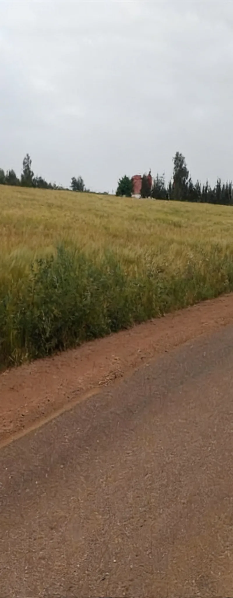 Terrain agricole Tétouan Foncière prix 60 millions l'hectare