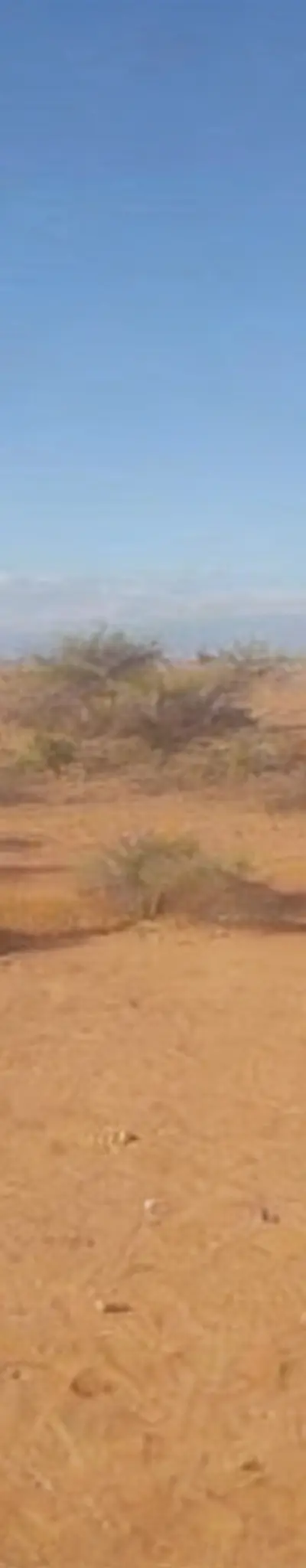 Terrain a Taroudant titre 4 hectares agricole