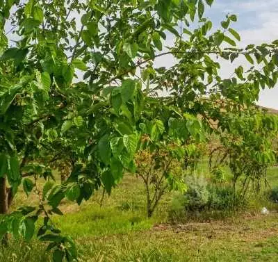 Ferme titrée a vendre région Rabat Sale
