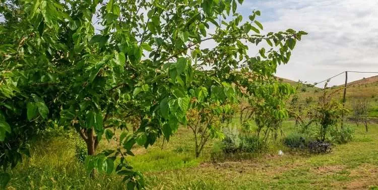 Ferme titrée a vendre région Rabat Sale